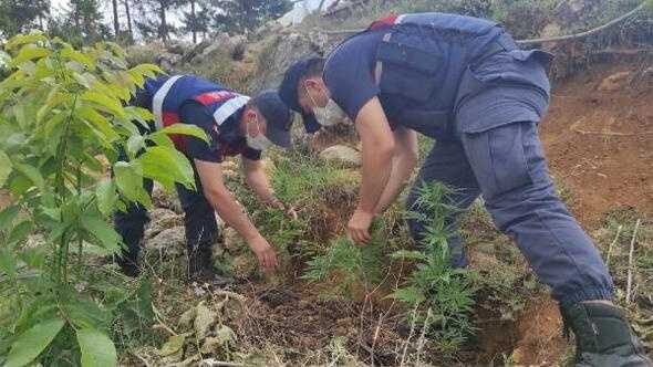 Mersin'de evine hint keneviri ekmiş