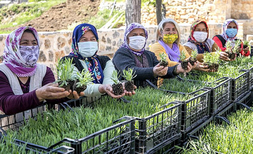 Mersin’de lavanta fidesi ve alıç fidanı dağıtıldı