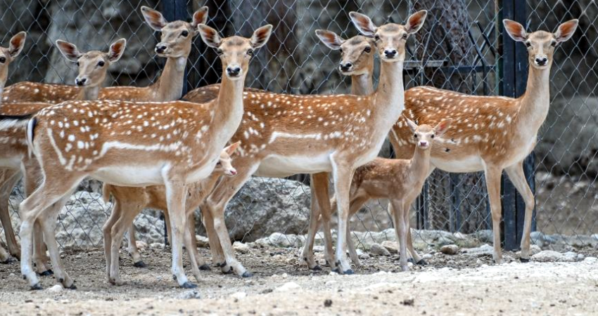 Tarsus Doğa Parkı'nda yavru sevinci